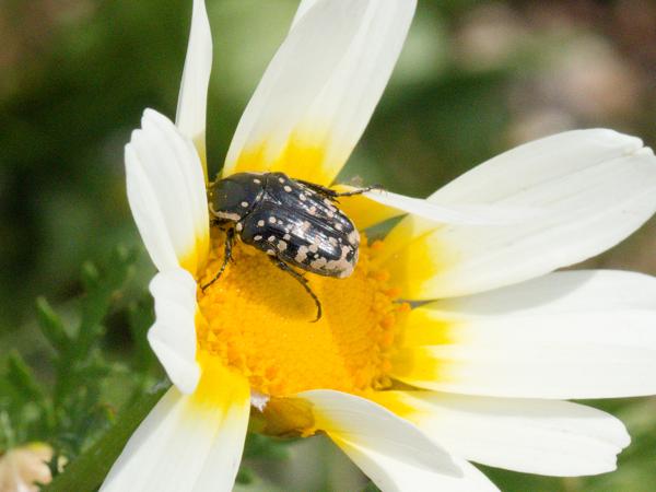 <h3><a href="/trips/kreta/biota/animalia/arthropoda/insecta/coleoptera/scarabaeidae/oxythyrea funesta/oxythyrea funesta-nl.html">Oxythyrea&nbsp;funesta</a> /  / Rouwende&nbsp;gouden&nbsp;tor</h3>OM-1 Mark II met OLYMPUS M.12-100mm F4.0, 1/2500 sec  bij F11.0, ISO 2000, afstand 0.62&nbsp;m